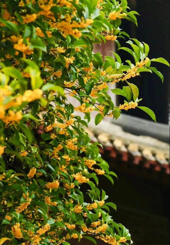 Mộc hương