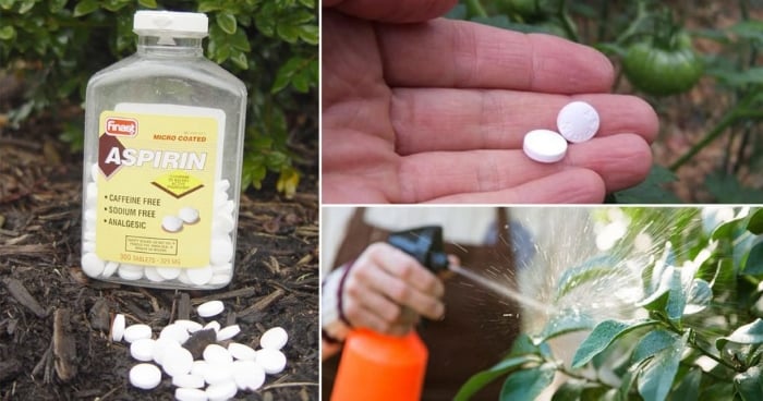 Dùng Aspirin giúp cây tăng trưởng tốt hơn và cho năng suất cao hơn