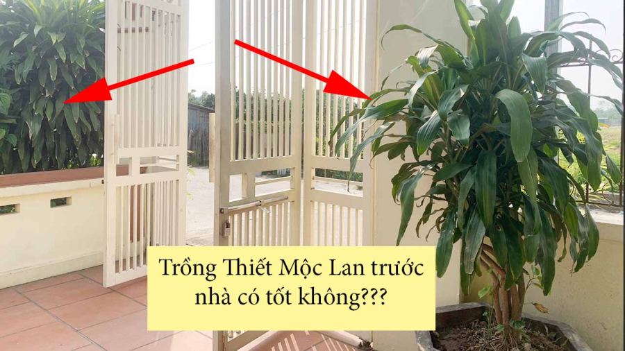 Trồng cây thiết mộc lan để trong nhà giúp mang lại may mắn, Shbet16 chơi game trực tuyến thuận lợi, phú quý, giàu sang cho gia chủ