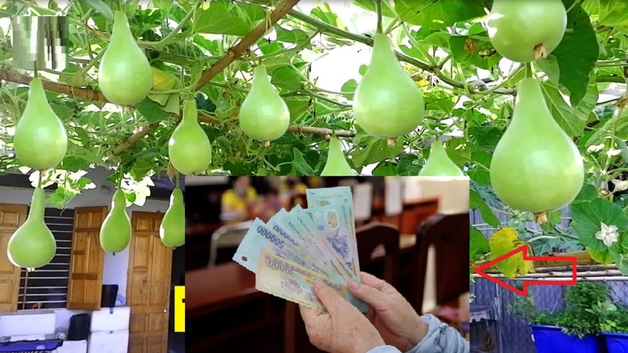 Bằng cách trồng bầu, treo bầu, sử dụng bầu và thu thập bầu, người xưa bày tỏ mong muốn về một Shbet16 chơi game trực tuyến tốt đẹp hơn
