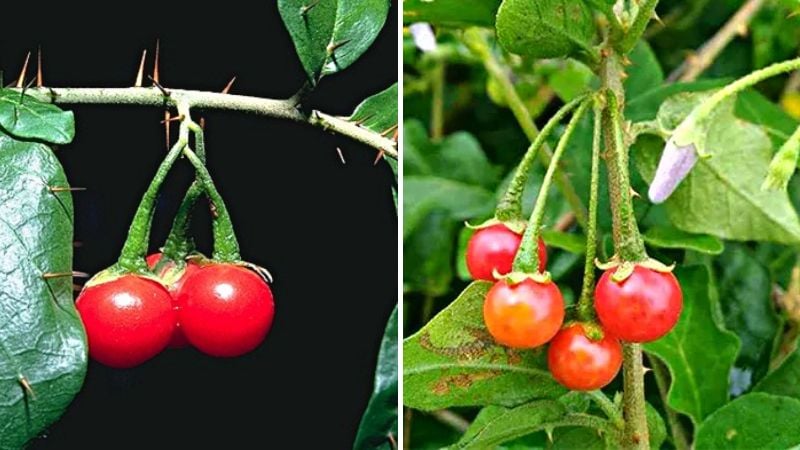 Rễ cây cà gai giúp ngăn chặn quá trình xơ gan, kìm hãm và làm âm tính vi rút viêm gan.