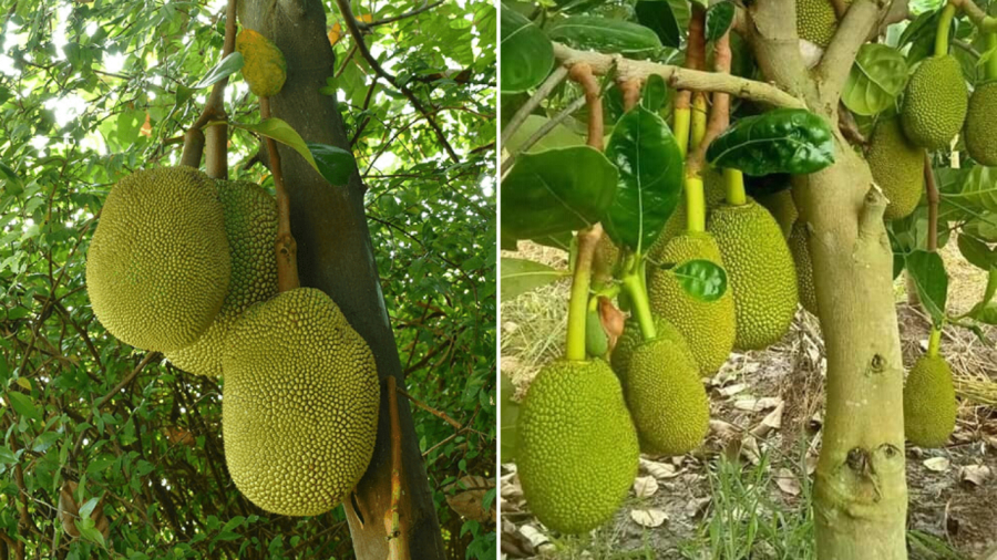 Khi chọn cây cảnh để trồng trước cửa nhà, gia chủ nên hạn chế chọn cây mít.