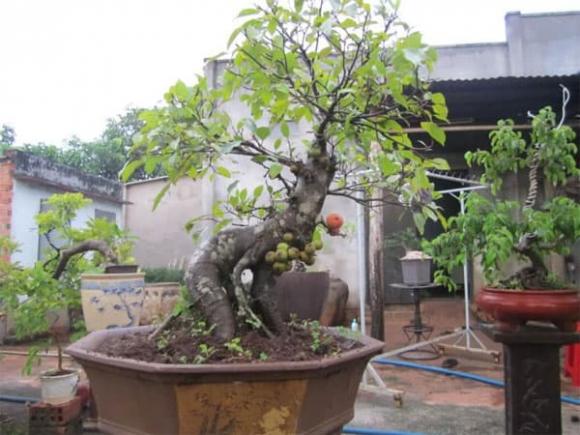 Quan niệm phong thủy dân gian cho rằng, cây sung có ý nghĩa mang đến sự may mắn, đủ đầy, no ấm, sung túc, tròn đầy cho chủ nhà.    