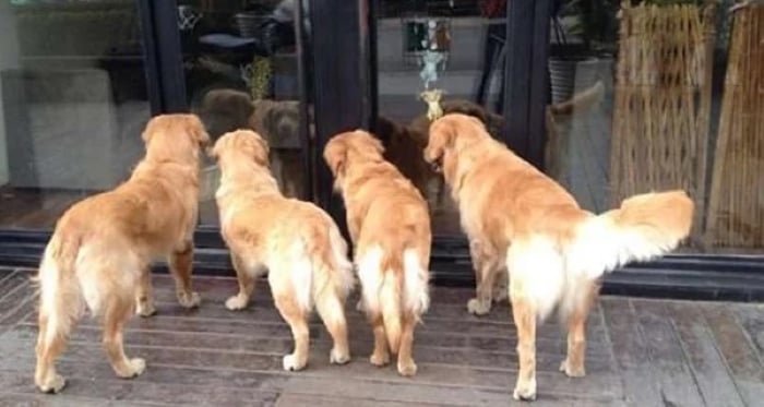 Chó màu vàng mang lại sự thịnh vượng và hạnh phúc 