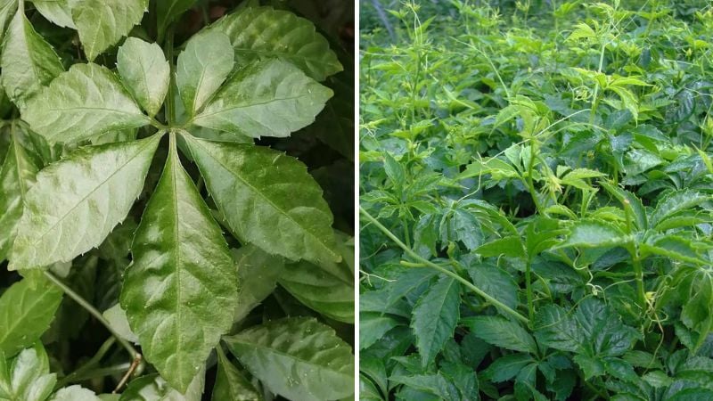 Giảo cổ lam còn được gọi là thất diệp lam, ngũ diệp sâm  