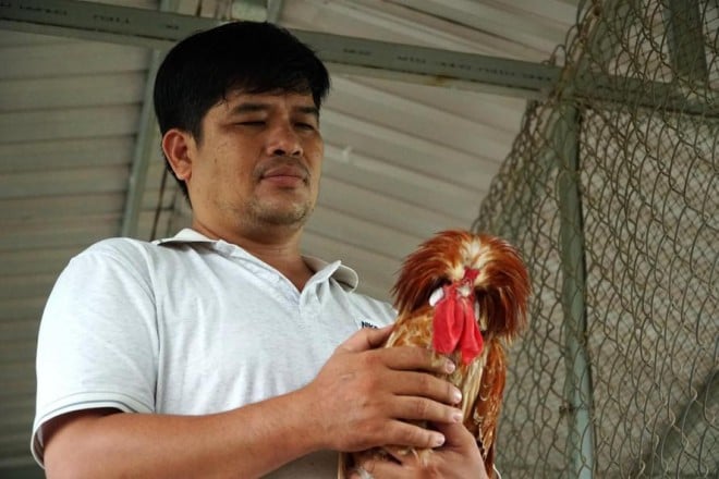 Năm 2019, với niềm say mê sưu tầm các giống gà kiểng độc đáo, anh đã tìm mua 3 con gà sư tử Ba Lan, bao gồm 2 con mái và 1 con trống, để bắt đầu quá trình nuôi nhân giống