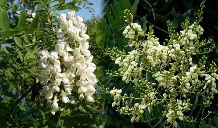 Trong thời đại hiện nay, cây hoa hòe thường xuất hiện tại các công viên hoặc khu dân cư.