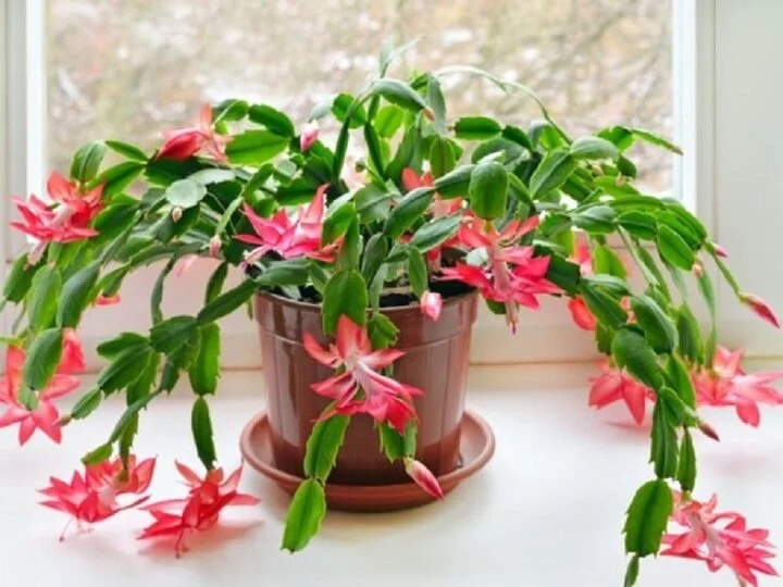 Đặt chậu ở nơi thông thoáng và cần chú ý tưới nước thường xuyên