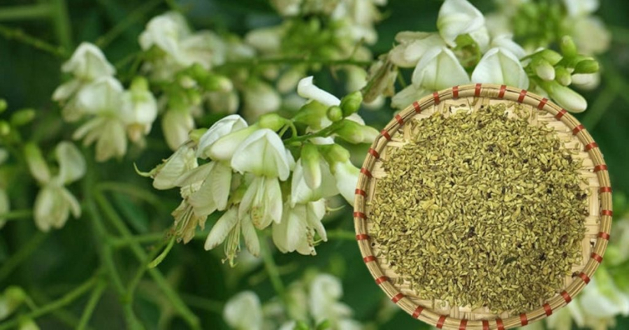 Cây hoa hòe trồng trước nhà may mắn