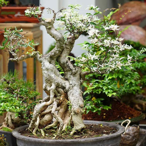 Cây mai chiếu thủy là cây cảnh được nhiều người yêu thích