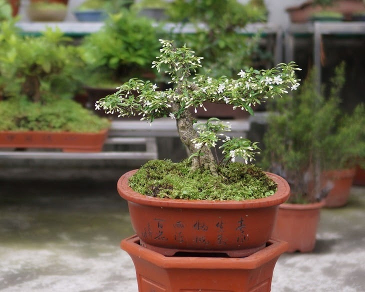 Mai chiếu thủy cũng có tác dụng thanh lọc không khí, mang đến không gian sống sạch sẽ, thoáng dãng hơn cho cả Shbet111 slot, casino, thể thao, xổ số.