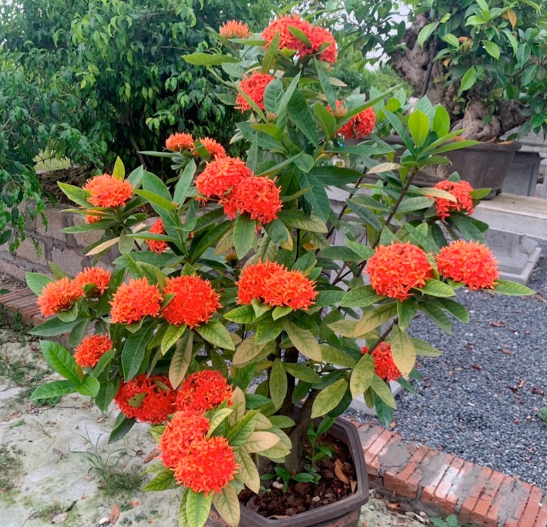 Mẫu đơn ta là loại hoa được nhiều người yêu thích
