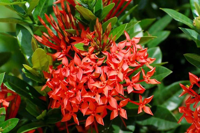 Trong phong thủy dân gian, mẫu đơn là biểu tượng của sự giàu có, thịnh vượng và hạnh phúc