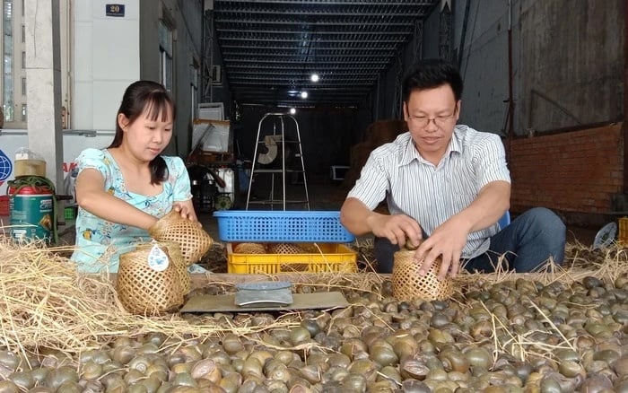 Theo anh Lâm, để đảm bảo sản phẩm đạt chất lượng tốt nhất, thịt ốc phải trắng, vỏ mỏng và béo tròn.