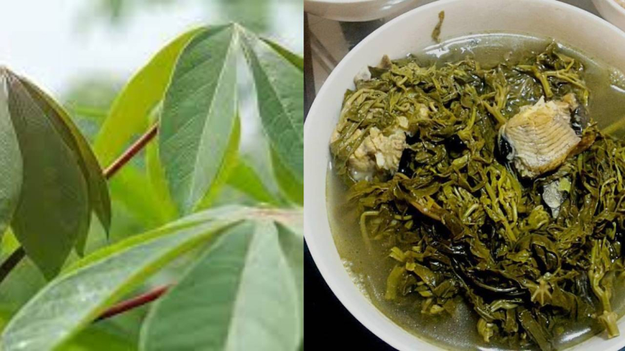 Lá sắn là loại rau xanh giàu chất đạm, thường được chế biến thành các Shbet0099 cá cược trực tuyến dân dã