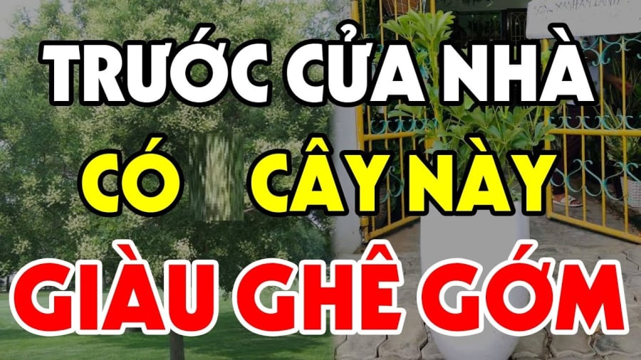 Trồng cây gì trong sân nhà là tốt nhất, kéo tài lộc về cho cả Shbet111 slot, casino, thể thao, xổ số?