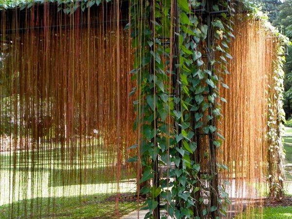 Liêm hồ đằng thường được trồng ở trước nhà hoặc ban công để giúp che nắng.