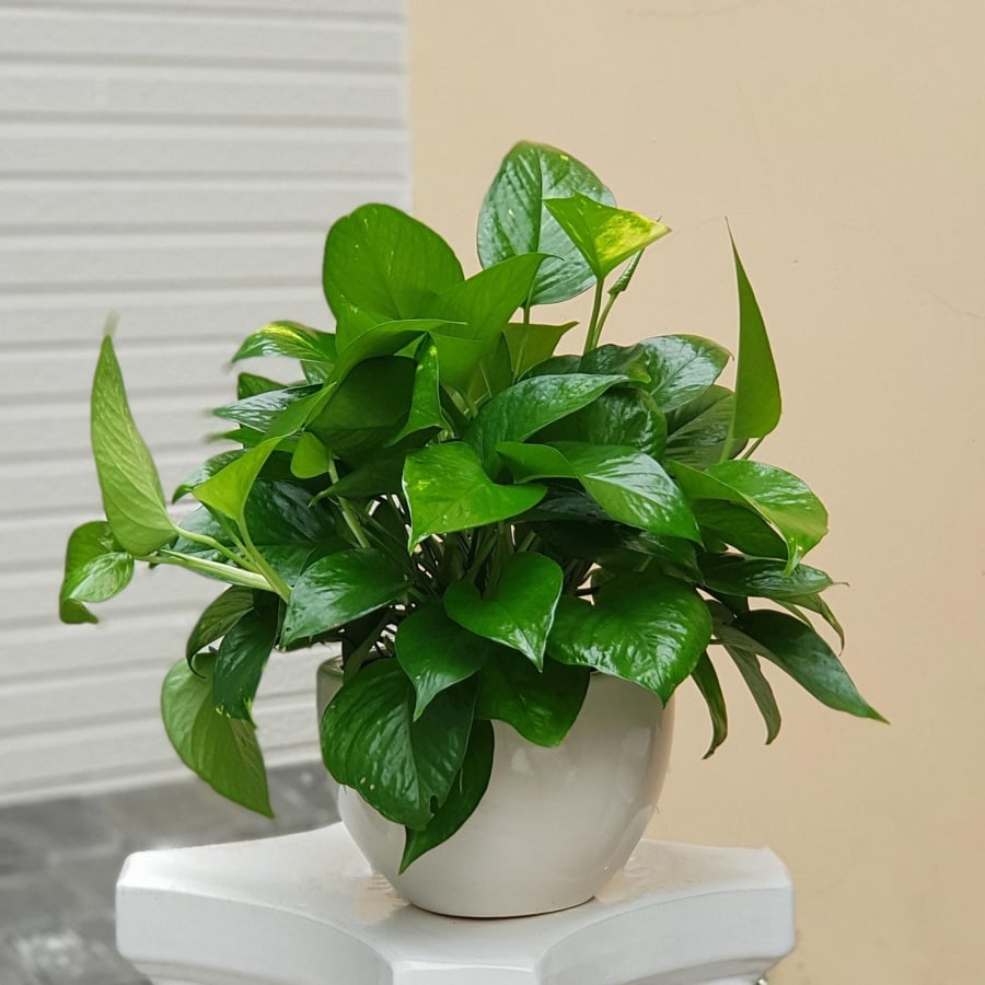Trầu bà ưa nước và bóng râm, cây không chịu được nắng gắt, vì dễ bị úa vàng, cằn cỗi.    