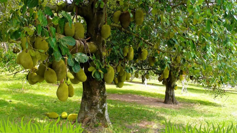 Cây mít nhiều quả, quả ăn ngon nhưng ít được trồng trước nhà