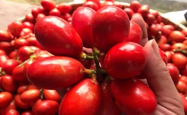 Thời điểm từ tháng 6 đến tháng 7 âm lịch hàng năm là lúc quả máu chín rộ, tạo thành những chùm quả đỏ sáng bắt mắt trên cây