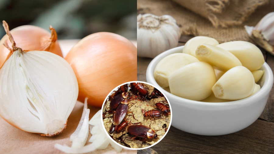 Các loại gia vị như hành, tỏi, hạt tiêu đều có tác dụng diệt gián.