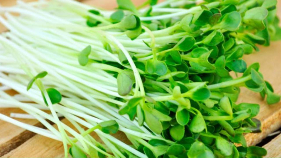 Rau cải mầm 