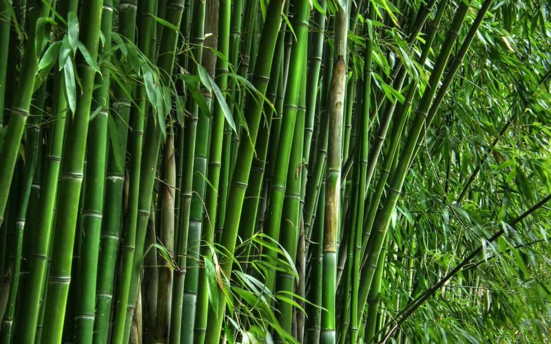 Cây tre chịu sự chi phối của ngũ hành    