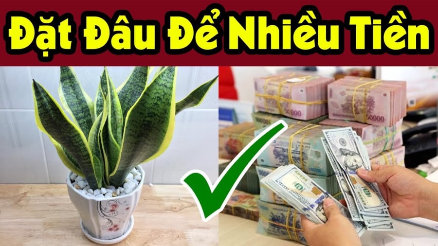 Đặt lưỡi hổ ở đâu hút lộc