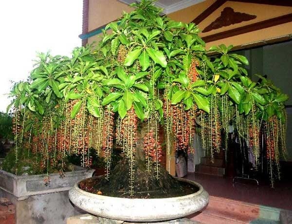 Là loại cây có nhiều tác dụng như dùng làm nước mát, chữa bệnh nhưng đây là loại cây sinh sống tại những nơi có độ ẩm cao như ven ao, hồ. 