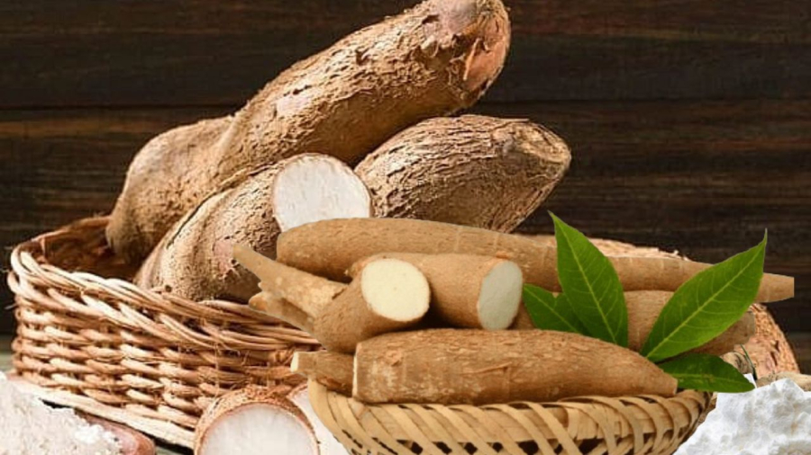 Củ sắn ăn ngon nhưng có xyanua nên cần chú ý khi ăn