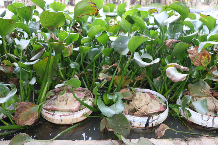 Mỗi năm, trang trại xuất bán từ 20 đến 30 vạn con giống, thu về khoảng 1 tỷ đồng và lãi ròng gần nửa tỷ