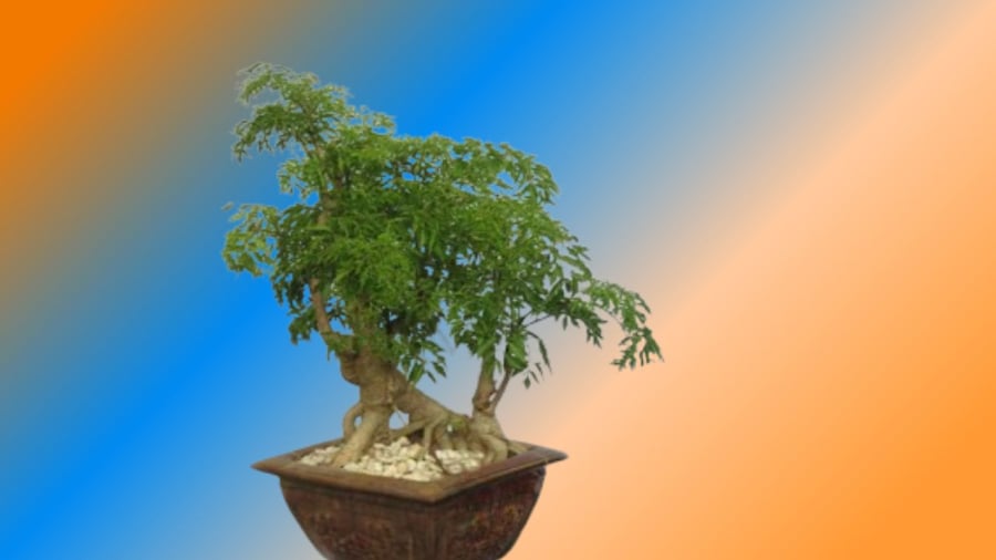 Đinh lăng cũng là cây cảnh, cây phong thủy