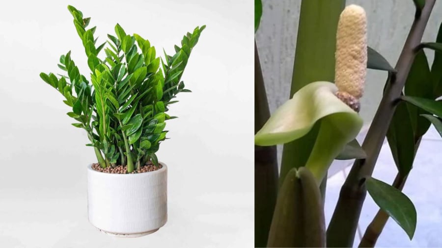 Cây kim tiền thường được trồng ở ban thờ thần tài