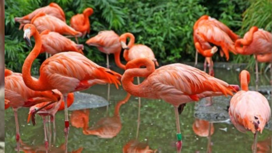 Hồng hạc đang ngày càng bị suy giảm số lượng