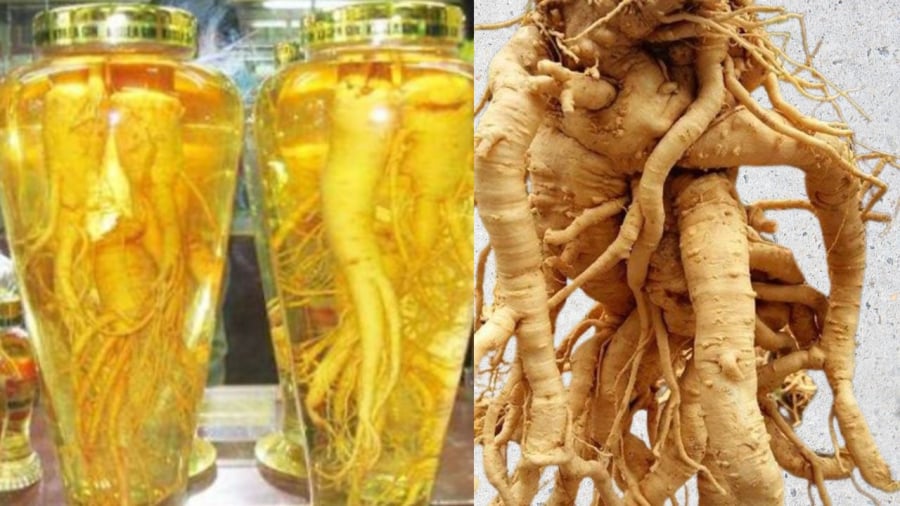 Củ đinh lăng là nhân sâm của người nghèo