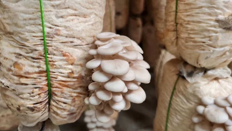 Dùng lỗi ngô để trồng nấm tốt