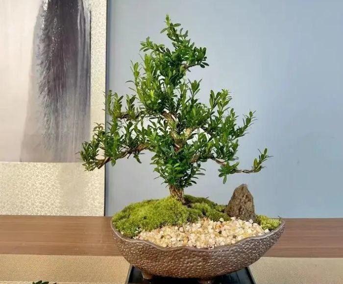 Việc đặt chậu cây trong phòng khách không chỉ làm đẹp không gian mà còn giúp thanh lọc không khí, có lợi cho sức khỏe Shbet111 slot, casino, thể thao, xổ số bạn.