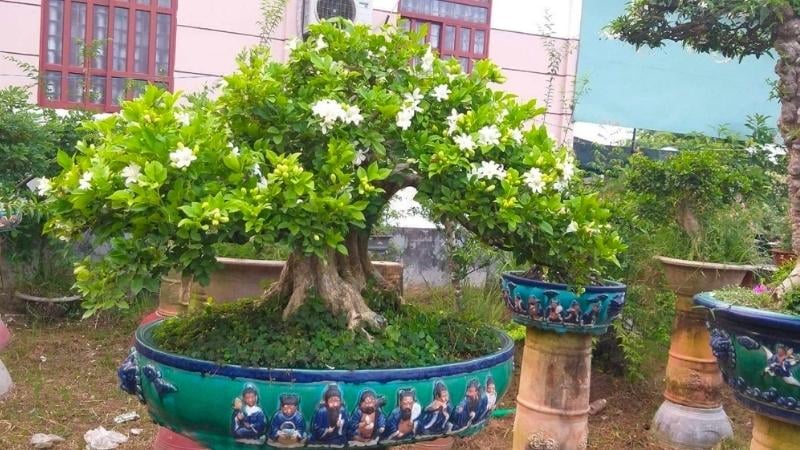Hoa nguyệt quế màu trắng buốt được xem biểu tượng khát vọng và chiến thắng trong Shbet16 chơi game trực tuyến. 