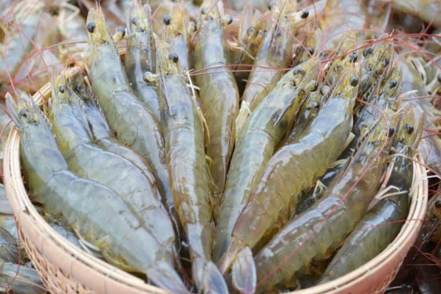 Bạn cần phải chọn mua được những con tôm có độ tươi ngon.