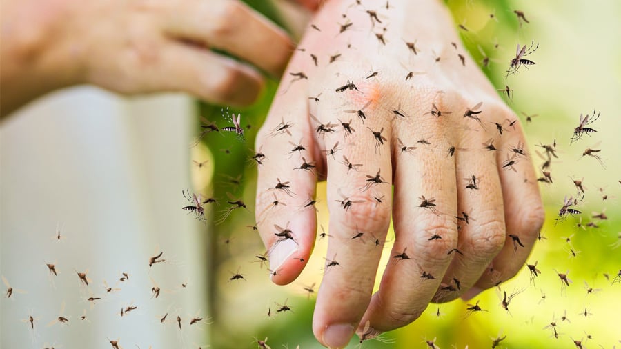 Rất nhiều người bôi dầu khi bị muỗi cắn và có hiệu quả tức thì