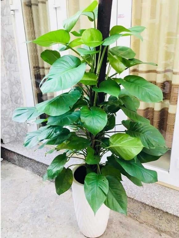 Khi đặt chậu cây trầu bà ở vị trí phù hợp, cây có thể phát triển mạnh mẽ, mang lại cơ hội tài lộc và thịnh vượng cho Shbet111 slot, casino, thể thao, xổ số.