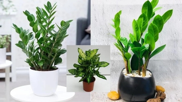 Cây đặt ở cung Tài vị cần luôn tươi tốt. Nếu thấy cây có dấu hiệu khô héo, cần thay mới càng sớm càng tốt.    
