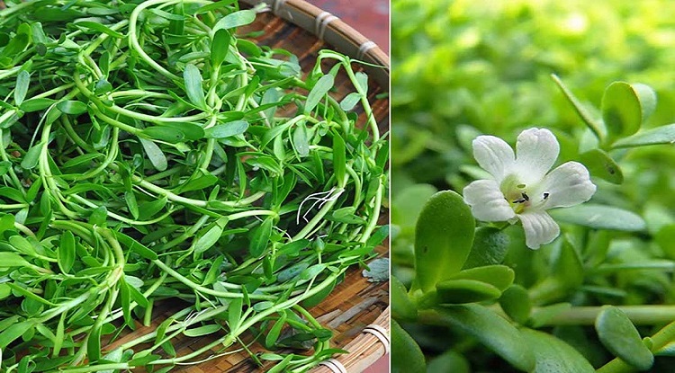 Rau sam tốt cho sức khỏe