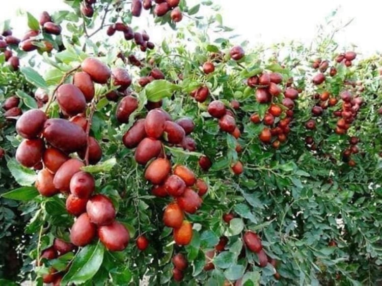 Cây táo tàu phát triển tương đối lớn nên cần có không gian rộng để trồng