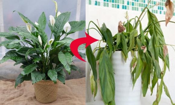 Hiện nay, các nhà vườn thường áp dụng chế độ chăm sóc công nghiệp để sản xuất số lượng lớn cây cảnh với chất lượng đẹp mắt, giá rẻ và tuổi thọ không cần quá cao.