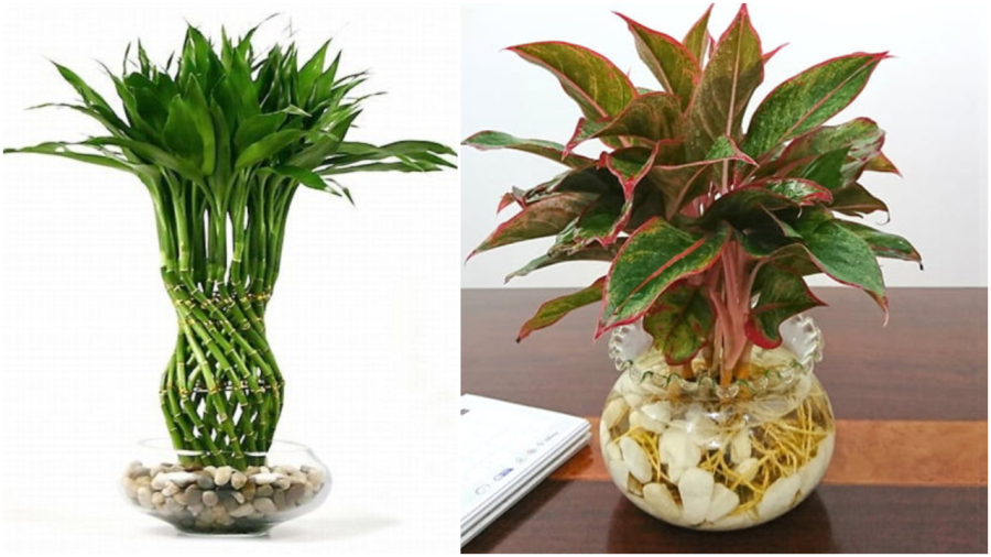 Loại cây trồng không cần đất đặt trong nhà nào nhà đó giàu có