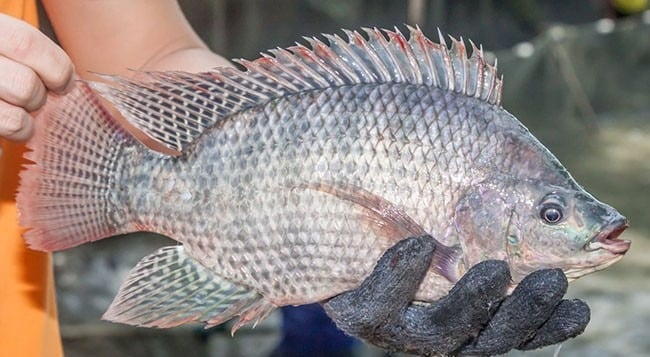Cá rô phi là một loại cá phổ biến và được nhiều người Việt yêu thích, thường xuất hiện trong các bữa ăn hàng ngày và tại các quán bún cá.
