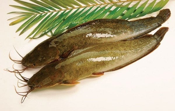 Các loại cá da trơn như cá trê, cá chạch, cá nheo... cũng có nguy cơ nhiễm kim loại nặng, đặc biệt là thủy ngân.
