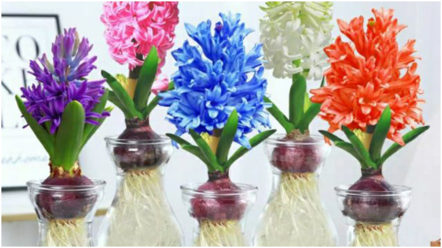 3 loại cây trồng thủy sinh mang lại may mắn