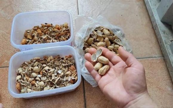 Vỏ đậu phộng làm tăng độ dinh dưỡng, độ phì nhiêu và giúp làm tăng khả năng thoát nước của đất.    